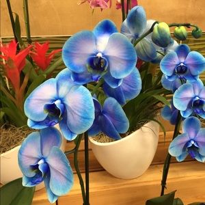 Meet your Posher, Marce